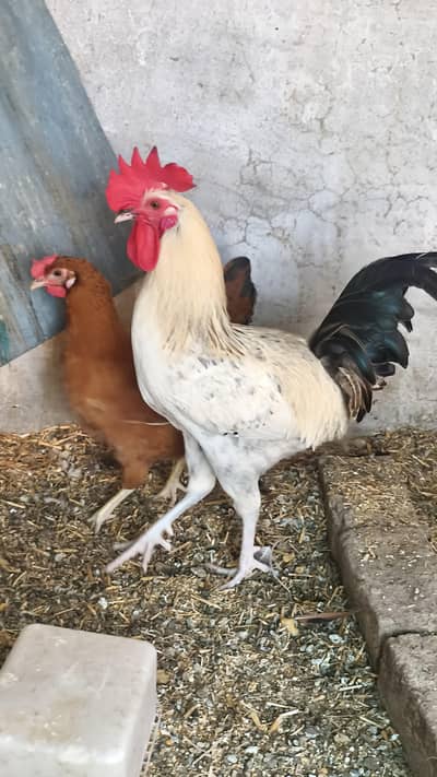 hen golden misri