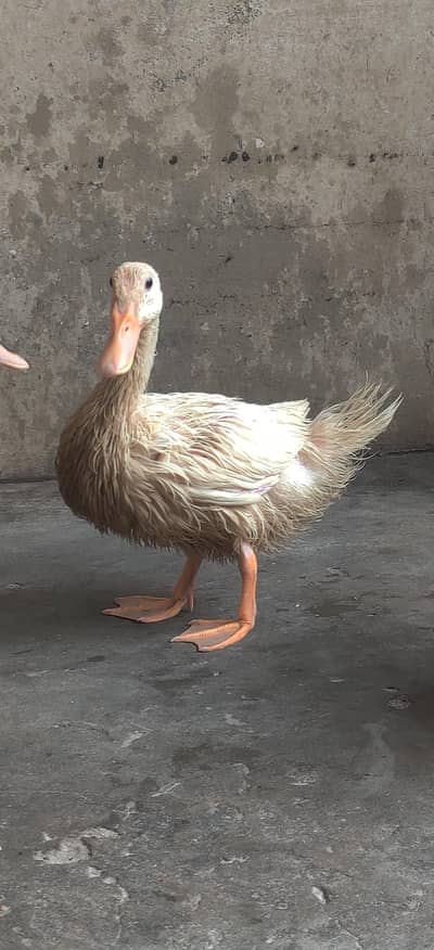 ducks for sale