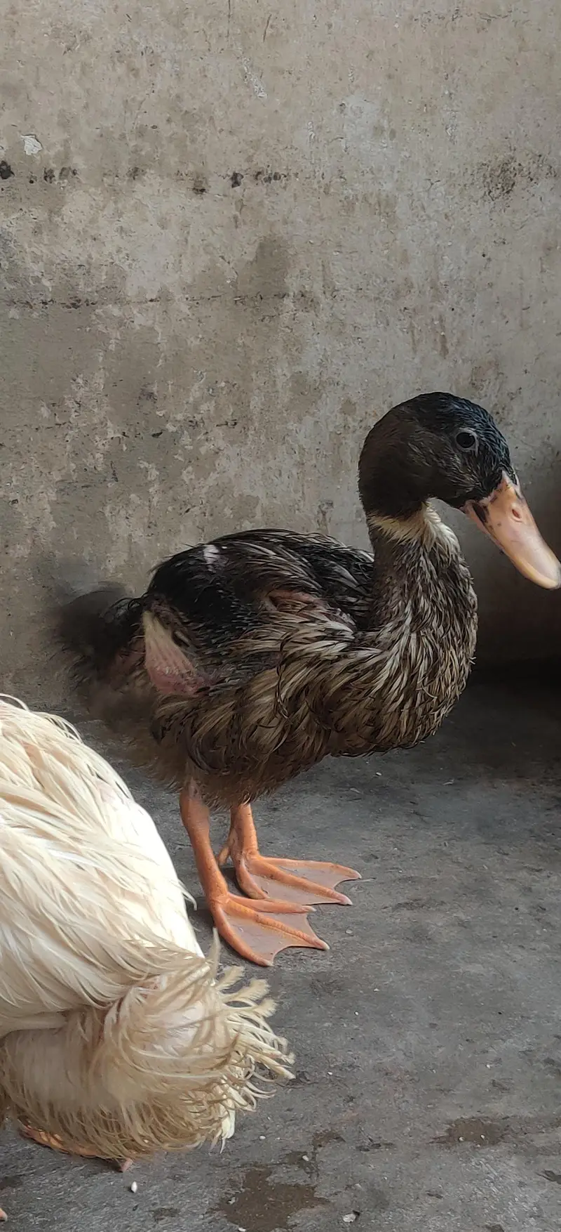ducks for sale — photo 2