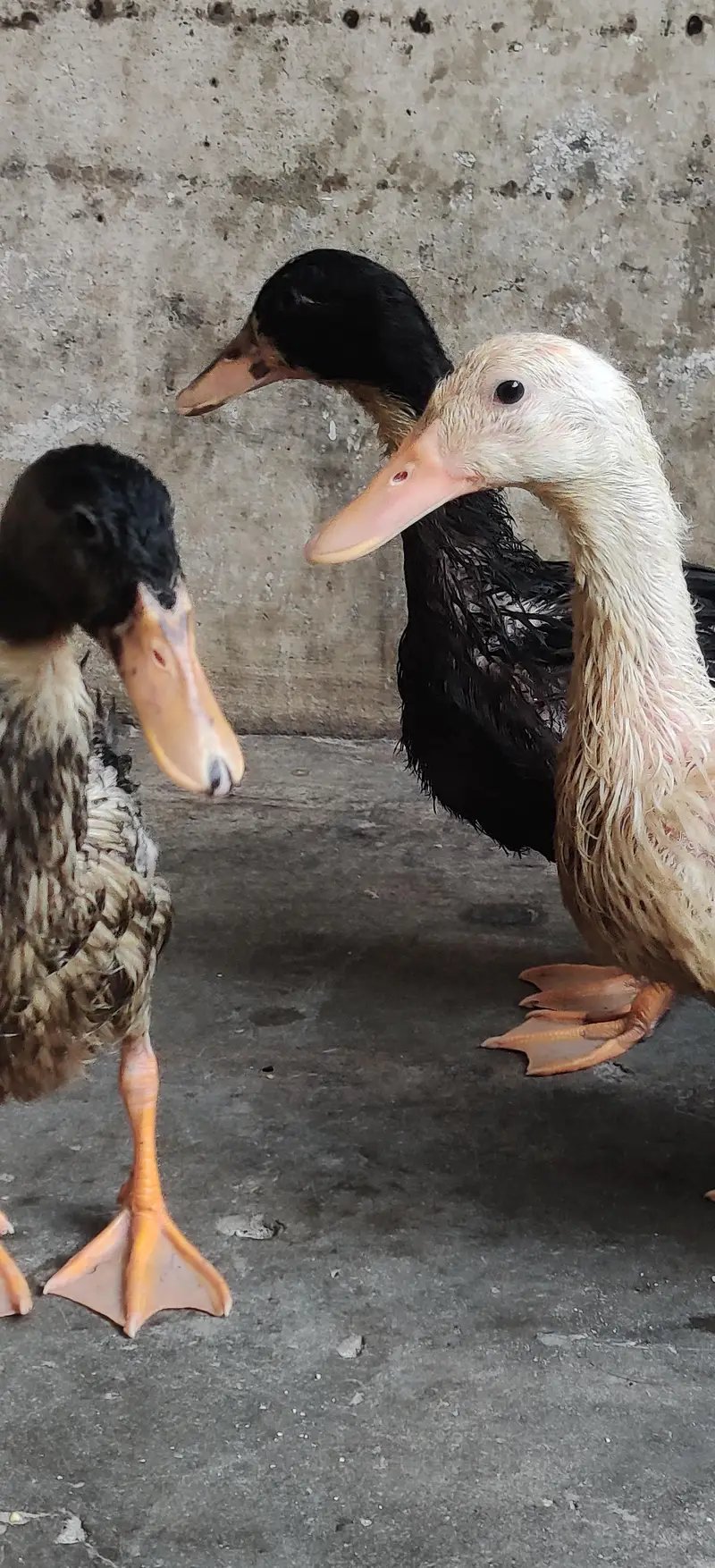 ducks for sale — photo 3
