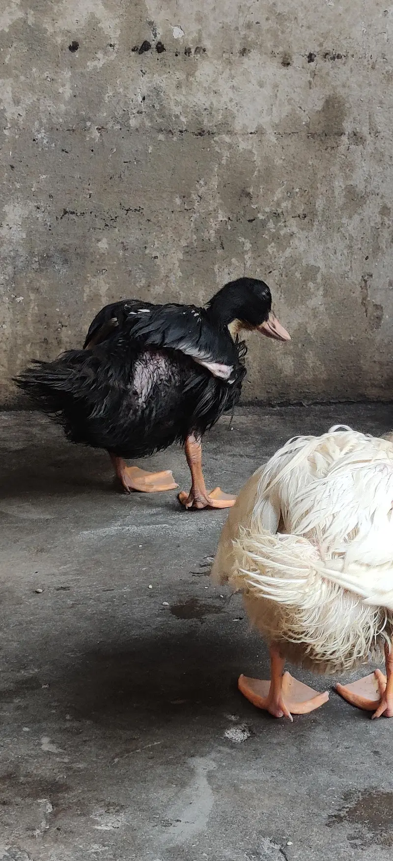 ducks for sale — photo 4