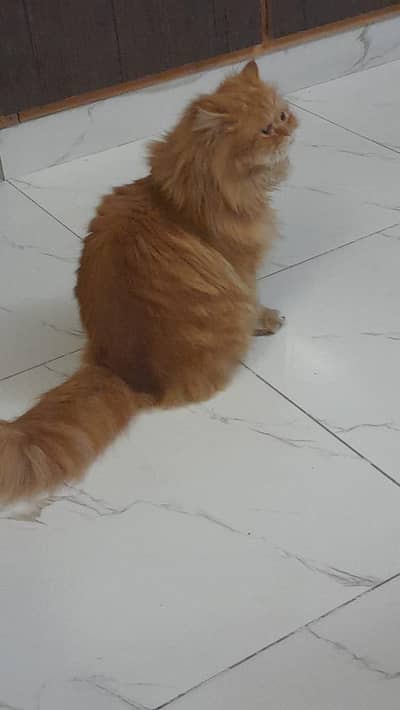 triple coat Persian male cat