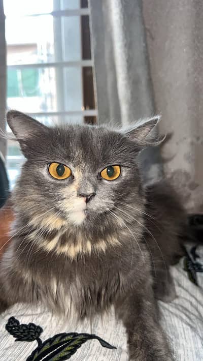 Cat for sale