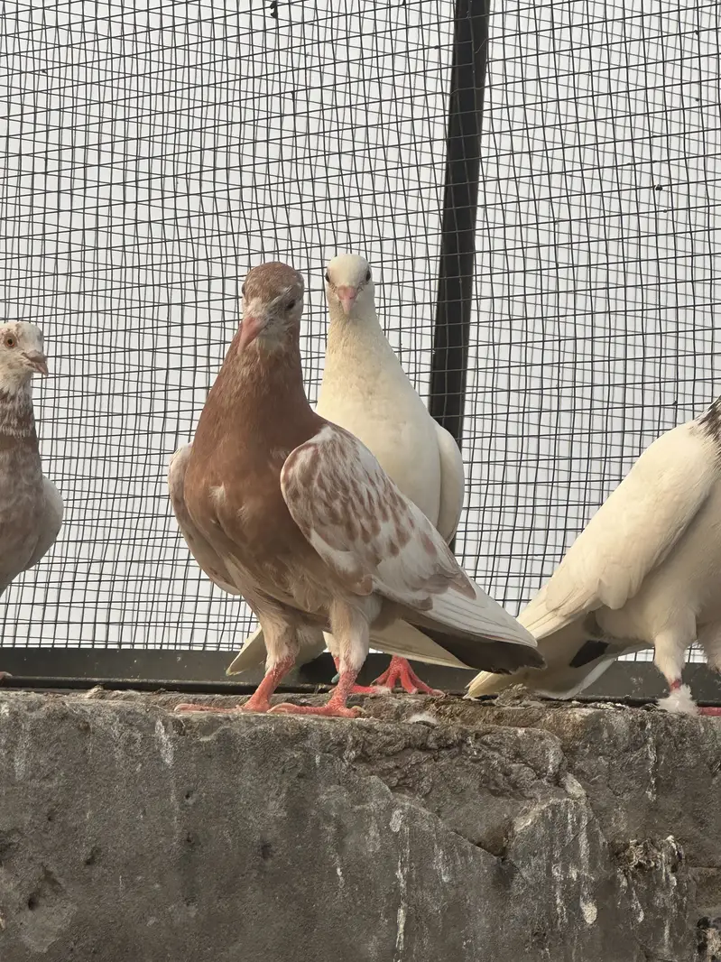 Sherazi for sale — photo 2