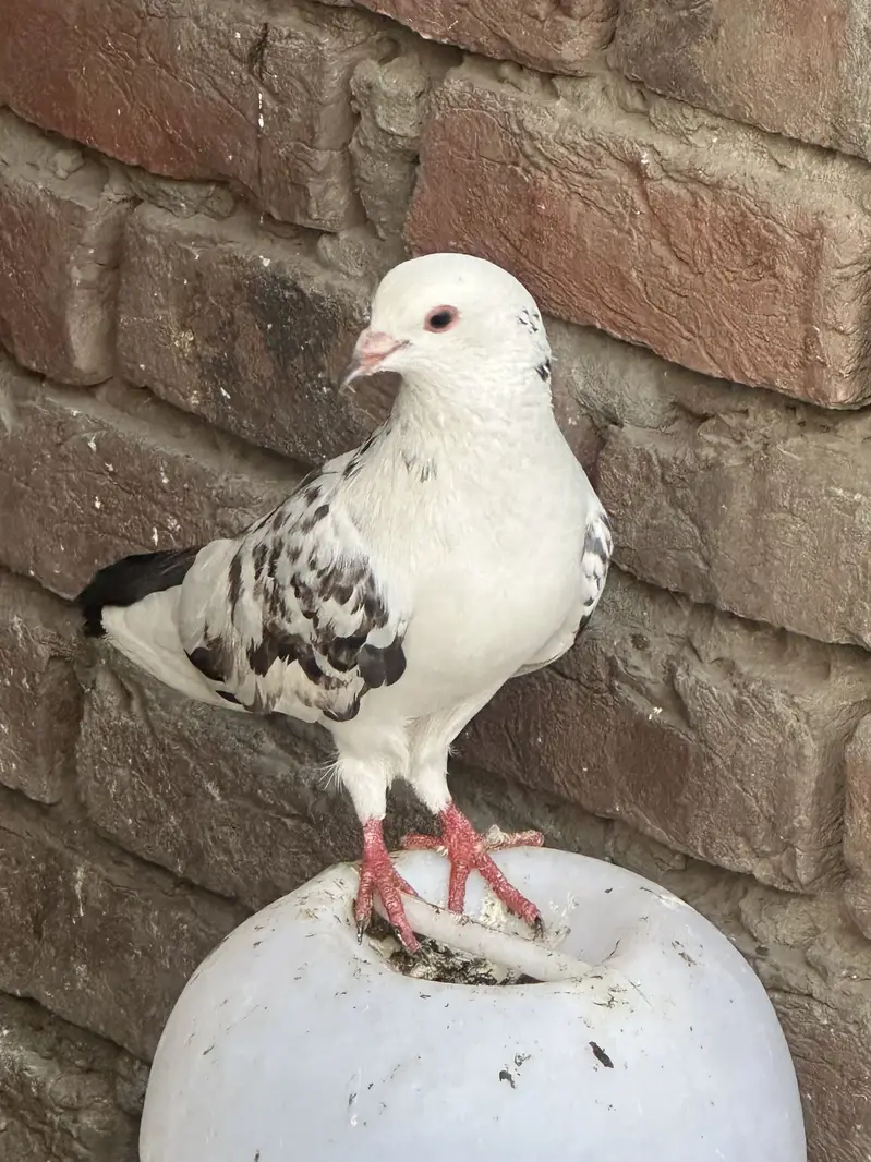 Sherazi for sale — photo 4
