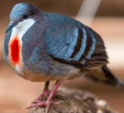 Bleeding Heart | Doves For Sale | Qumri | Fakhta | All kind of Doves