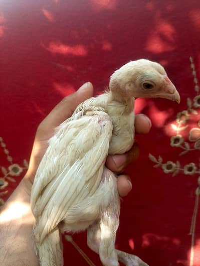 Aseel Heera
