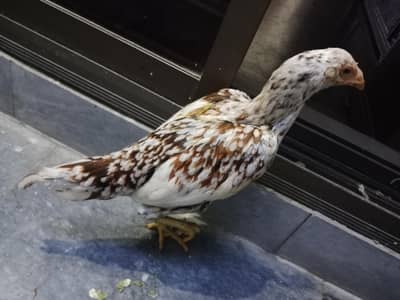 Aseel pathi for sale