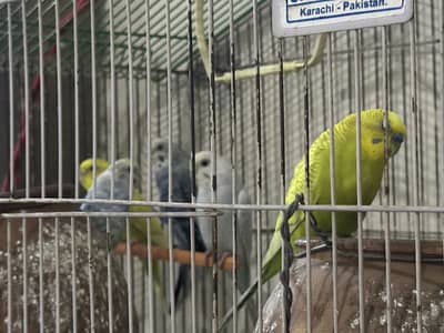 Australian parrots