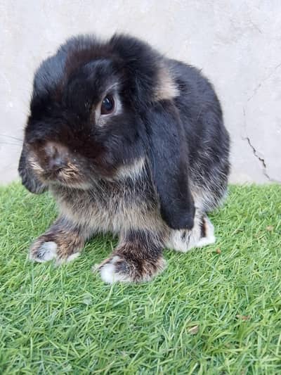 Holland loop fancy rabbit