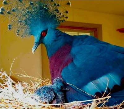 Victorian Pigeon | Doves For Sale | Qumri | Fakhta | All kind of Doves