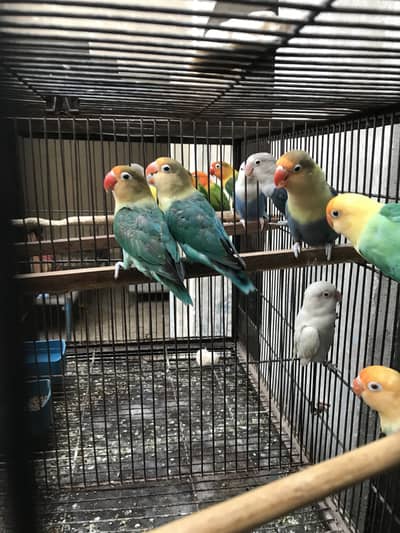 Birds for sale