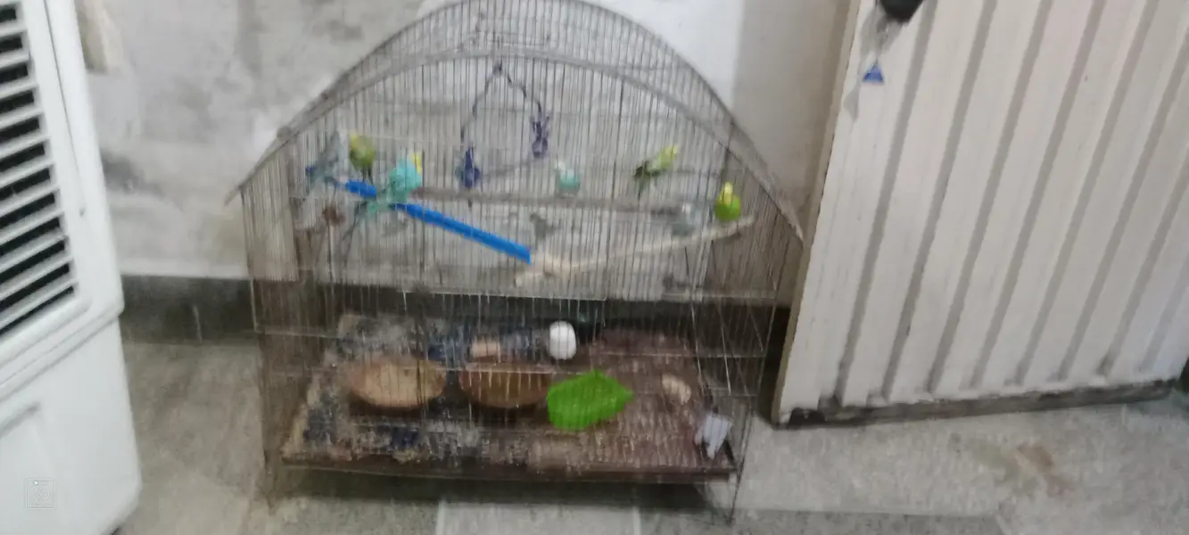 Australian parrot with cage urgent for sale 6 male or 2 female