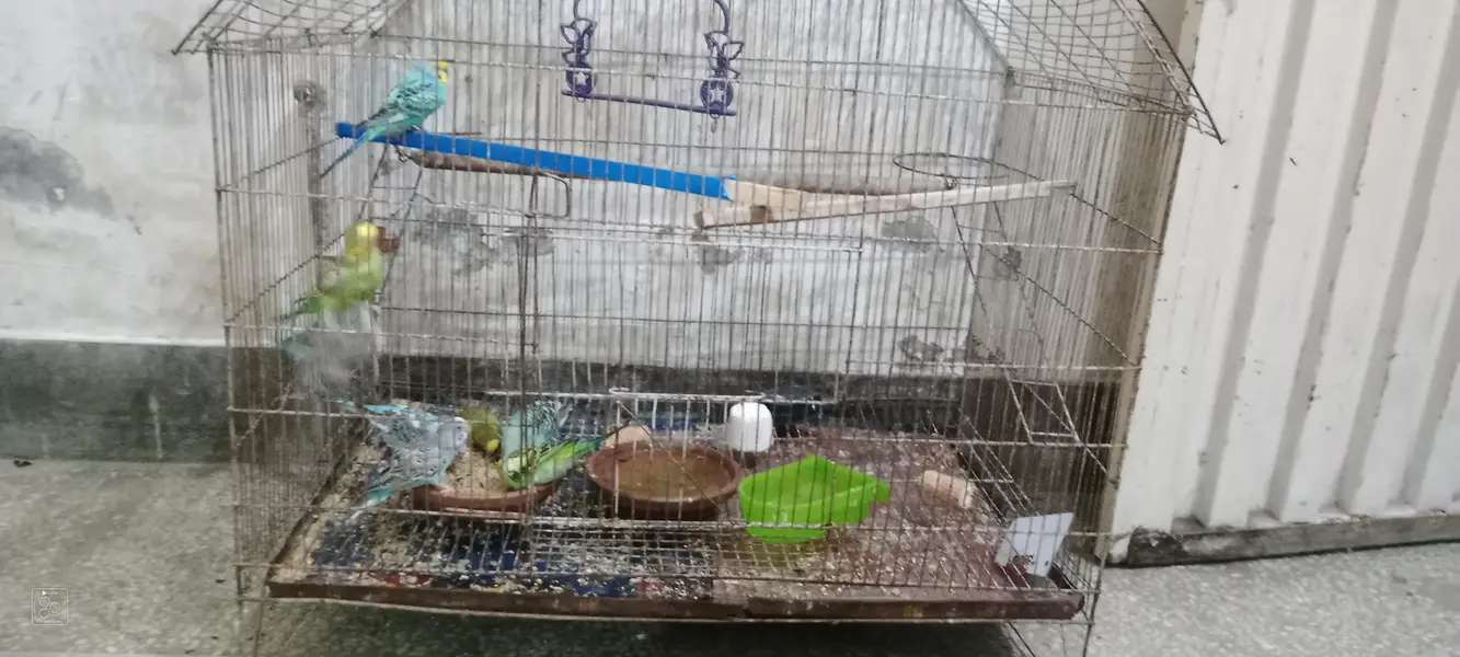 Australian parrot with cage urgent for sale 6 male or 2 female — photo 2