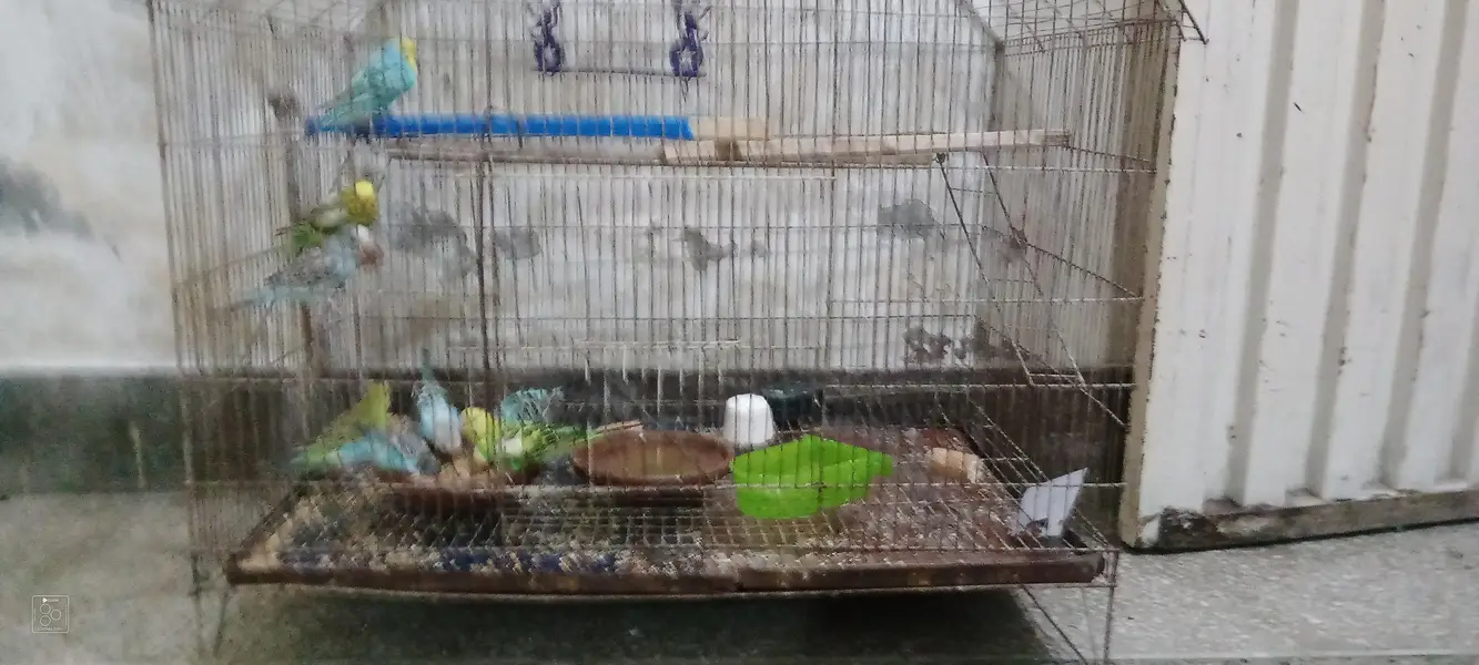 Australian parrot with cage urgent for sale 6 male or 2 female — photo 3