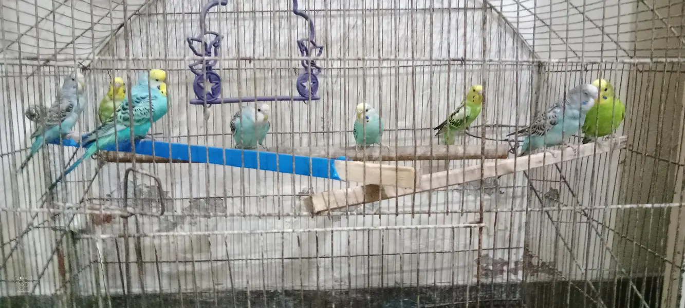 Australian parrot with cage urgent for sale 6 male or 2 female — photo 4