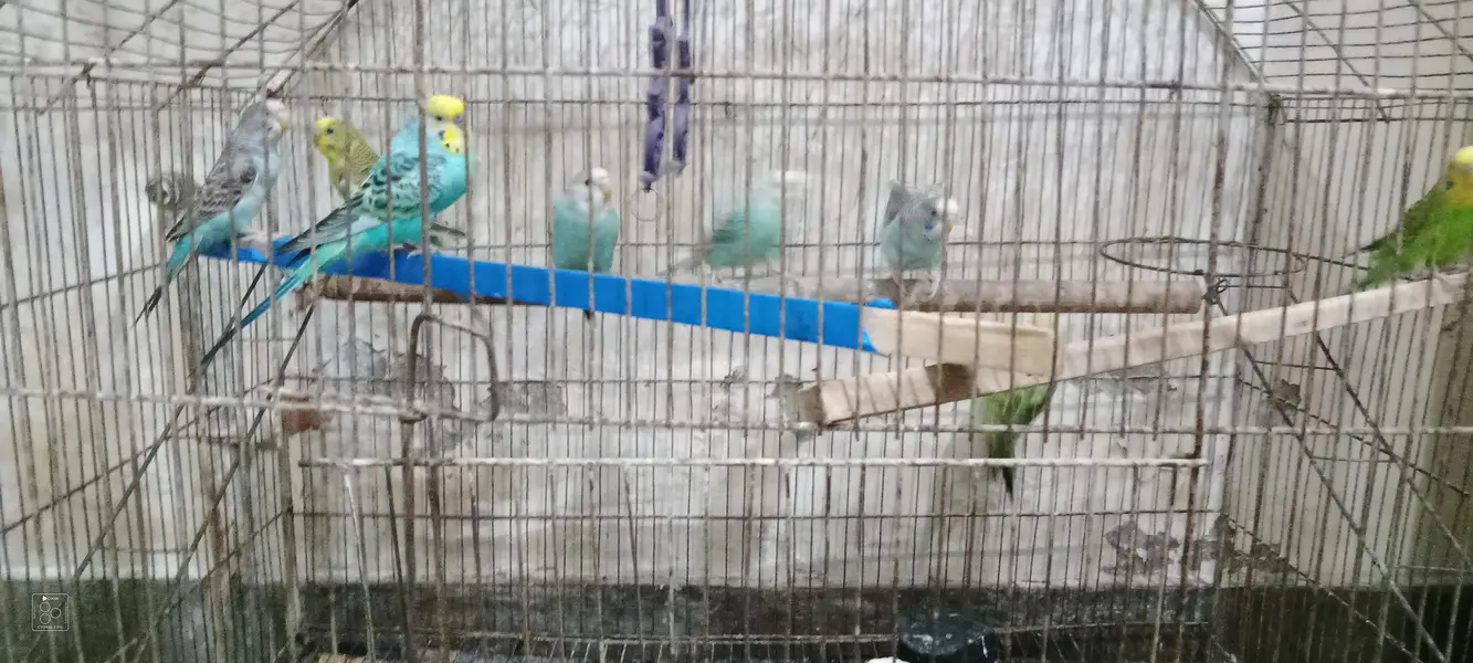 Australian parrot with cage urgent for sale 6 male or 2 female — photo 5