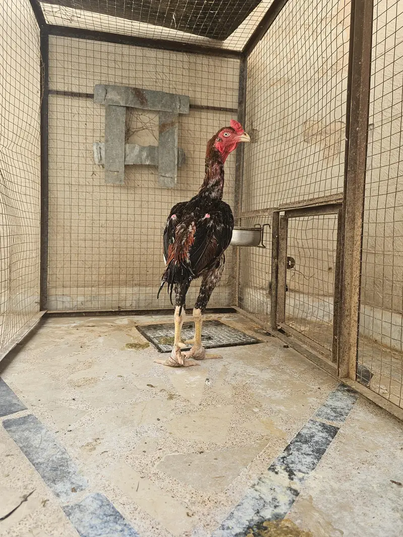  Rare Japanese Shamo Cross Turkish Young Hen – Healthy & Active