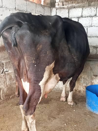 cow bahut khubsurat acchi nasl ka