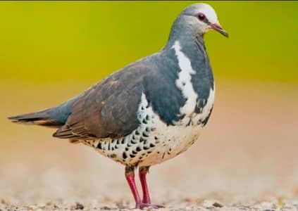 Wonga Pigeon | Doves For Sale | Qumri | Fakhta | All kind of Doves