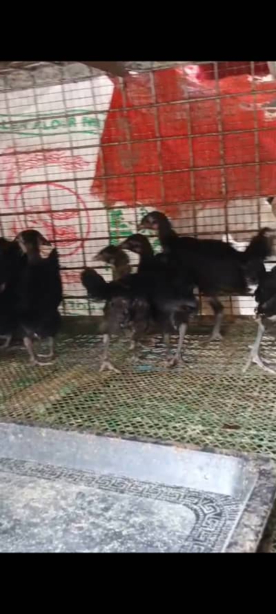 Australorp Chicks of +30 days