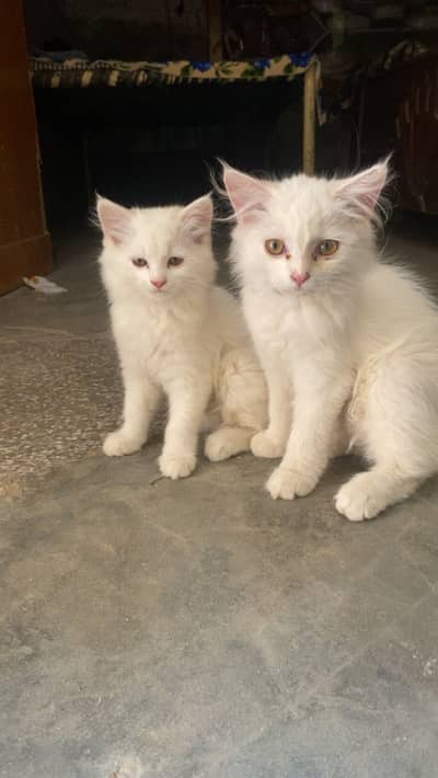 Baby kittens