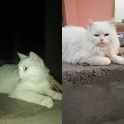 pair male and female turkish angora cats
