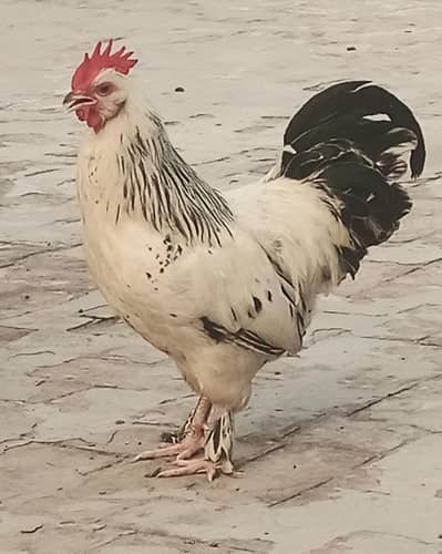 Light Sussex Cross Pair | Desi Murgha | Breeder Pair | Fertile Pair.