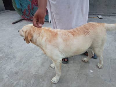 labrador female