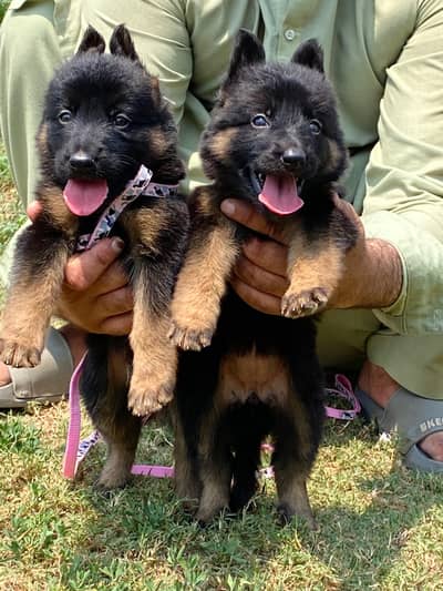 long cot German Shepherd pair a1 colite