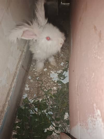 Angora bareed