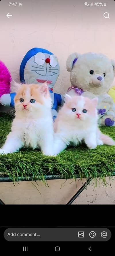 Persian kitten triple Cot for sale. My WhatsApp 03444548868