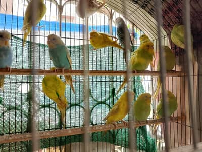 Budgie Adult And Chicks