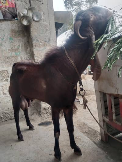 bakra for sale