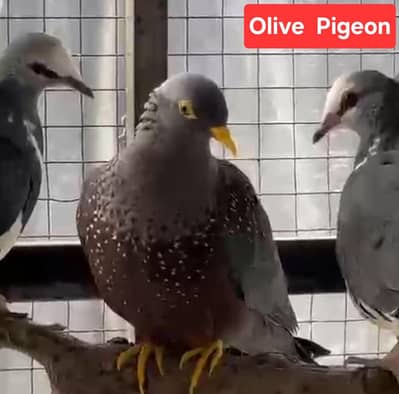Olive Pigeon | Doves For Sale | Qumri | Fakhta | All kind of Doves