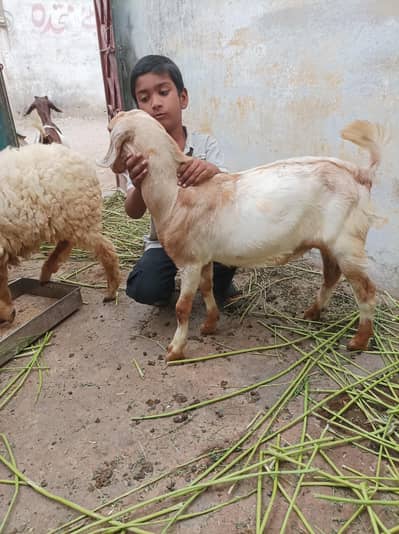 munda bakra age 4 month