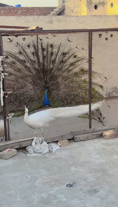 Peacock