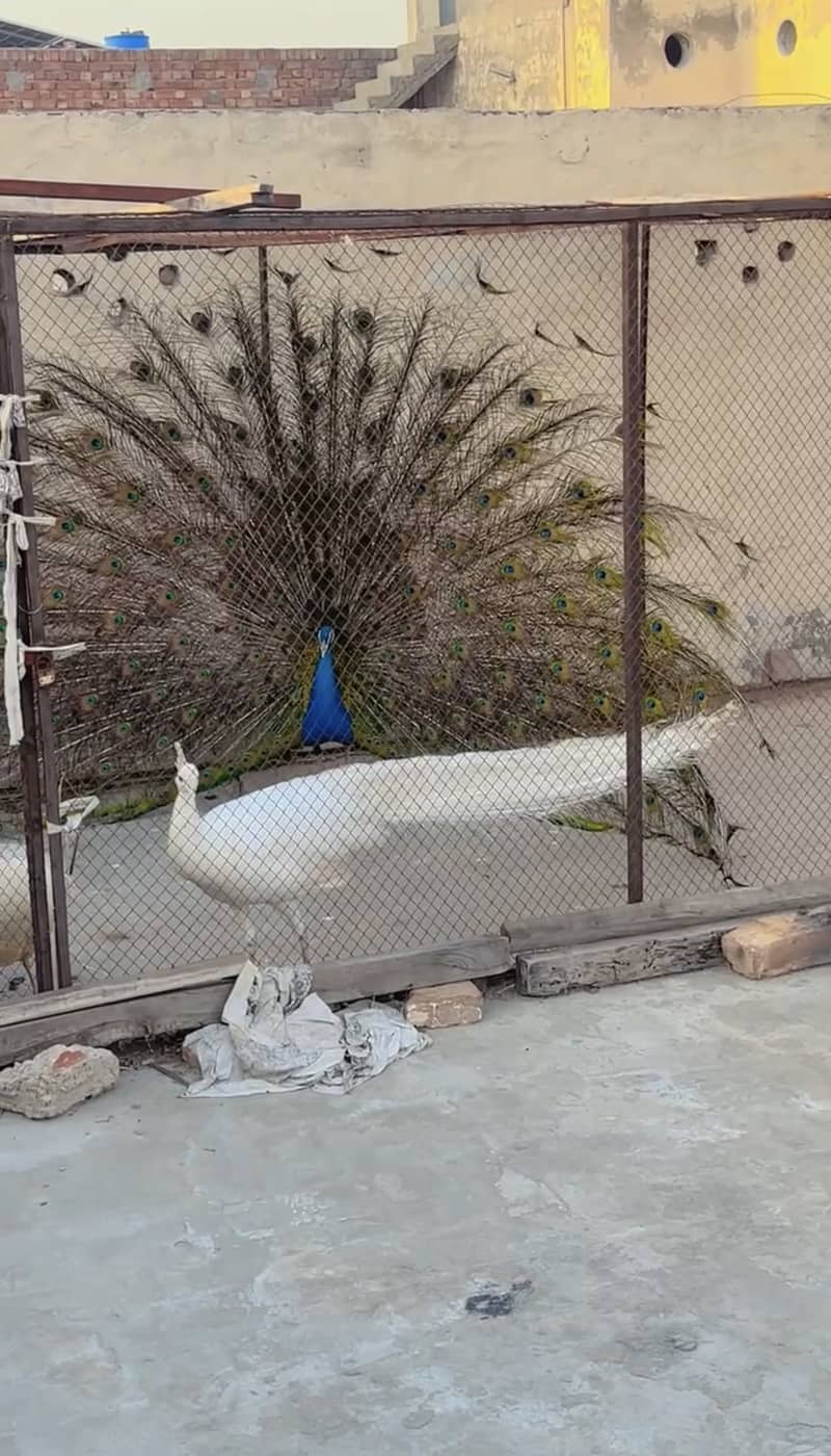 Peacock 0