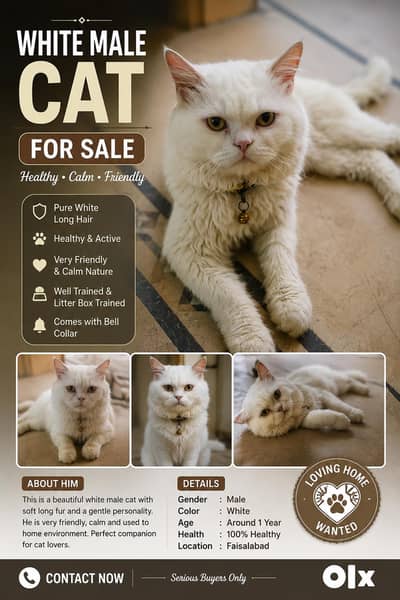 Pure White Persian Male Cat for Sale – Healthy & Friendly | Faisalabad