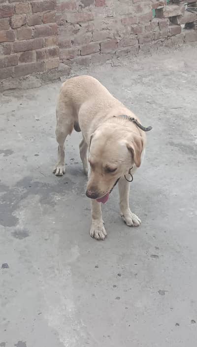 Labrador Male and female, British Labrador pair for sale