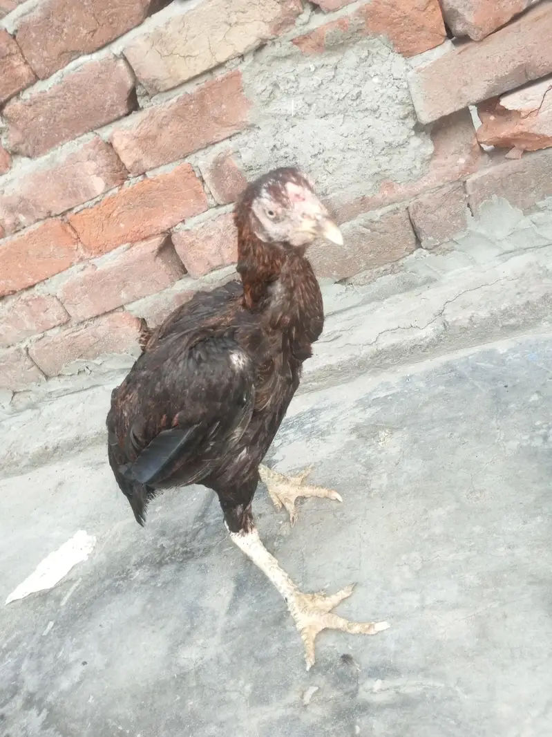 مرغی بیچنی ہے — photo 2
