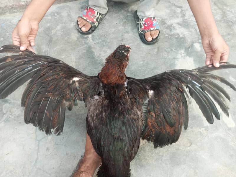 مرغی بیچنی ہے 2
