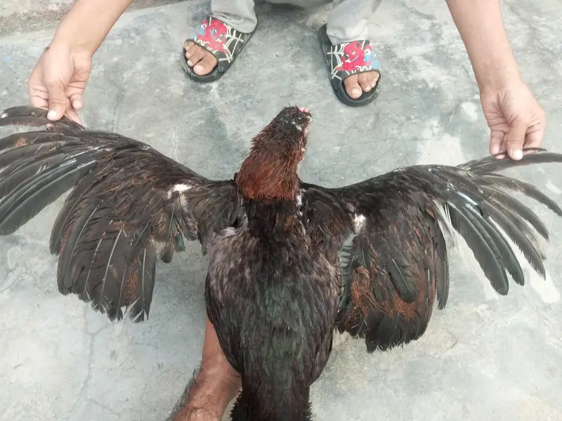 مرغی بیچنی ہے — photo 3