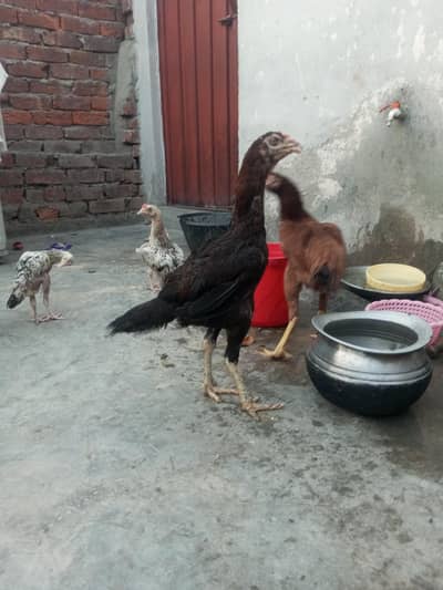 دو مرغیاں اور پانچ چوزے