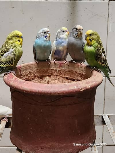 Selling budgies chicks and adults and confirm breeder pair