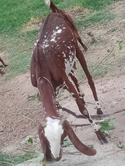 bakri