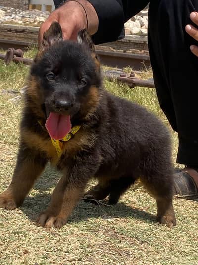 long cot German Shepherd male a1
