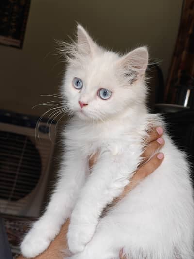 1 Pair Persian Kittens
