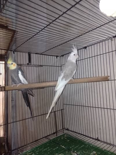 Cockatiel breeder pair king size