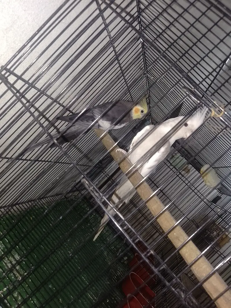 Cockatiel breeder pair king size — photo 2